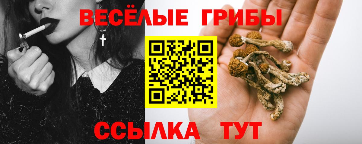 Псилоцибиновые грибы Psilocybine cubensis Южноуральск